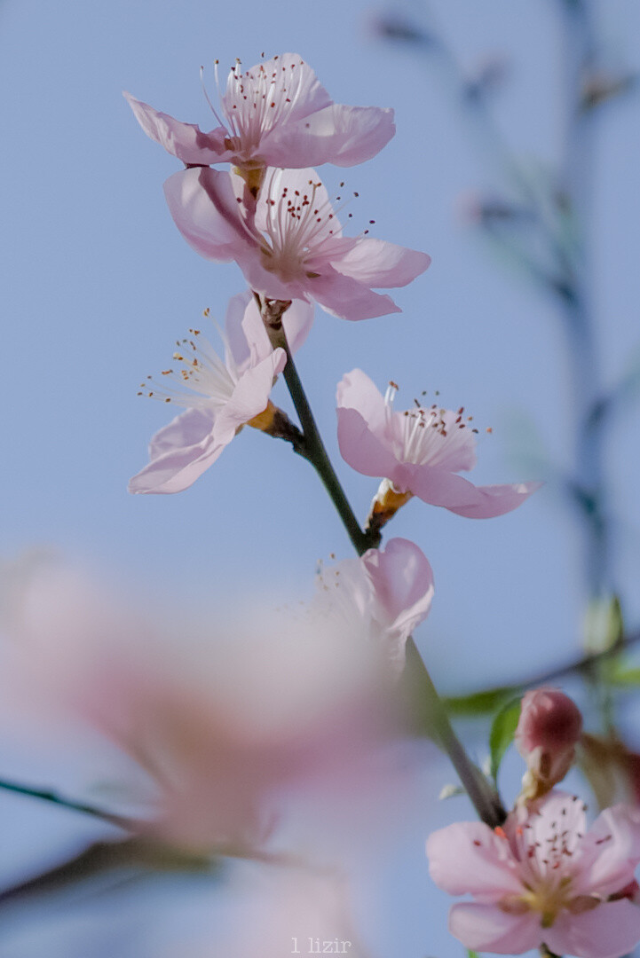 春天的花儿 堆糖,美图壁纸兴趣社区