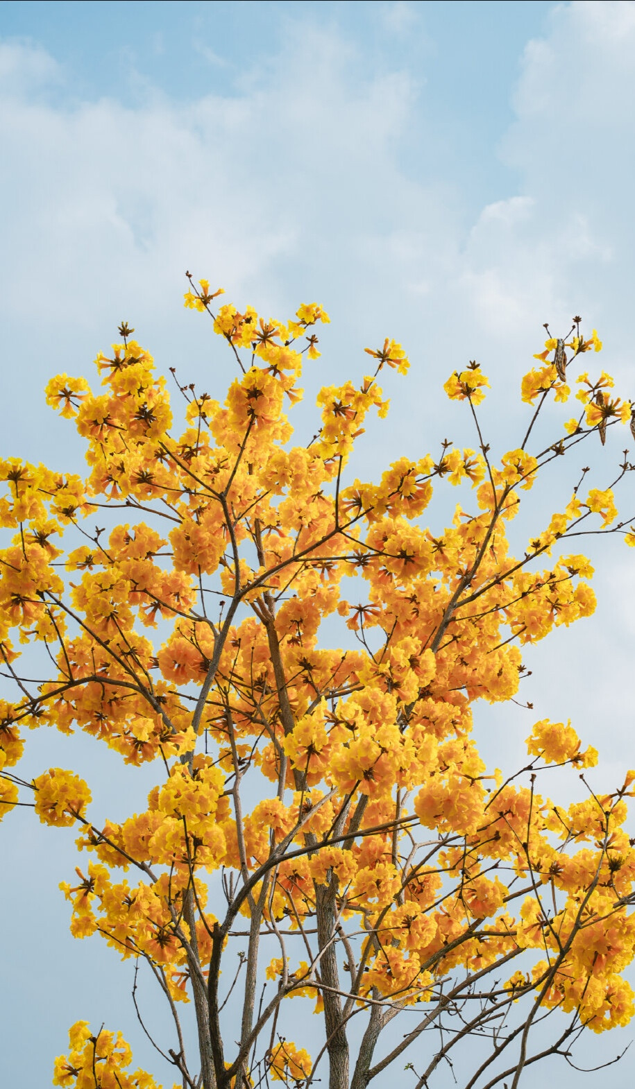 小黄花