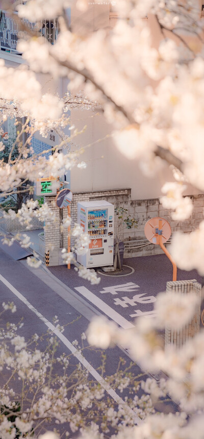 地球苹果壁纸