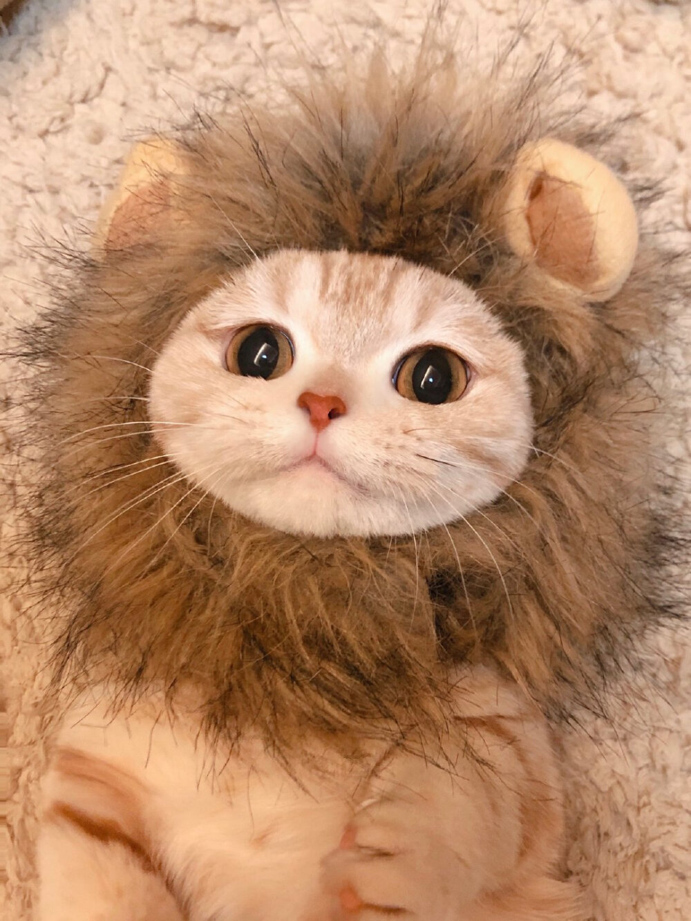 狮子头猫猫