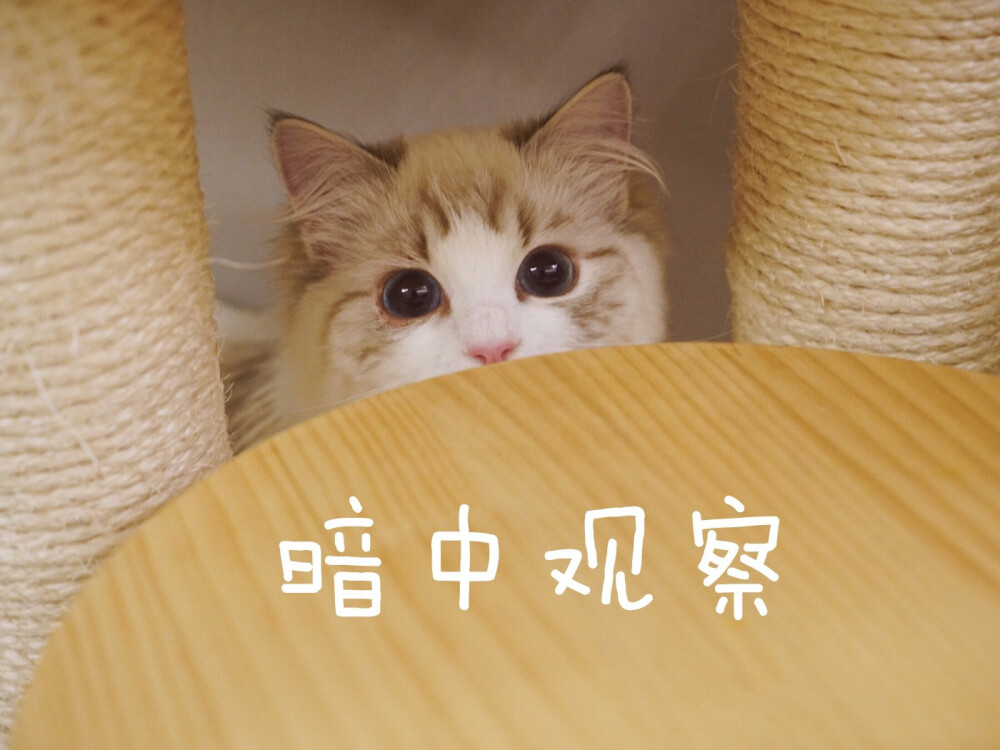 猫咪表情包 可爱