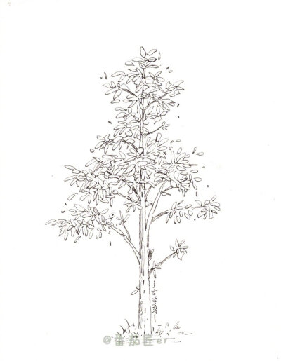 云种树大赛# 钢笔淡彩九种树的画法,可以在家临摹一下,体验云种树.