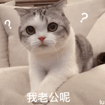 猫咪水果表情包