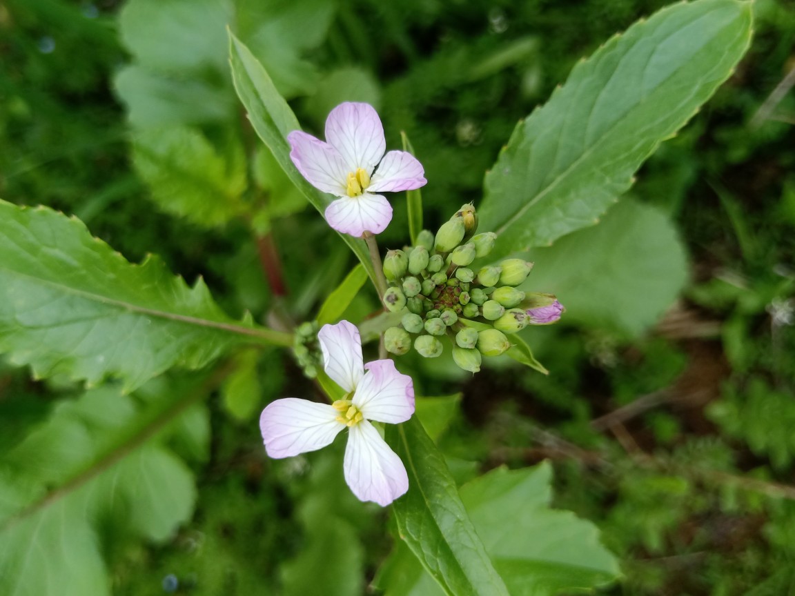 萝卜花