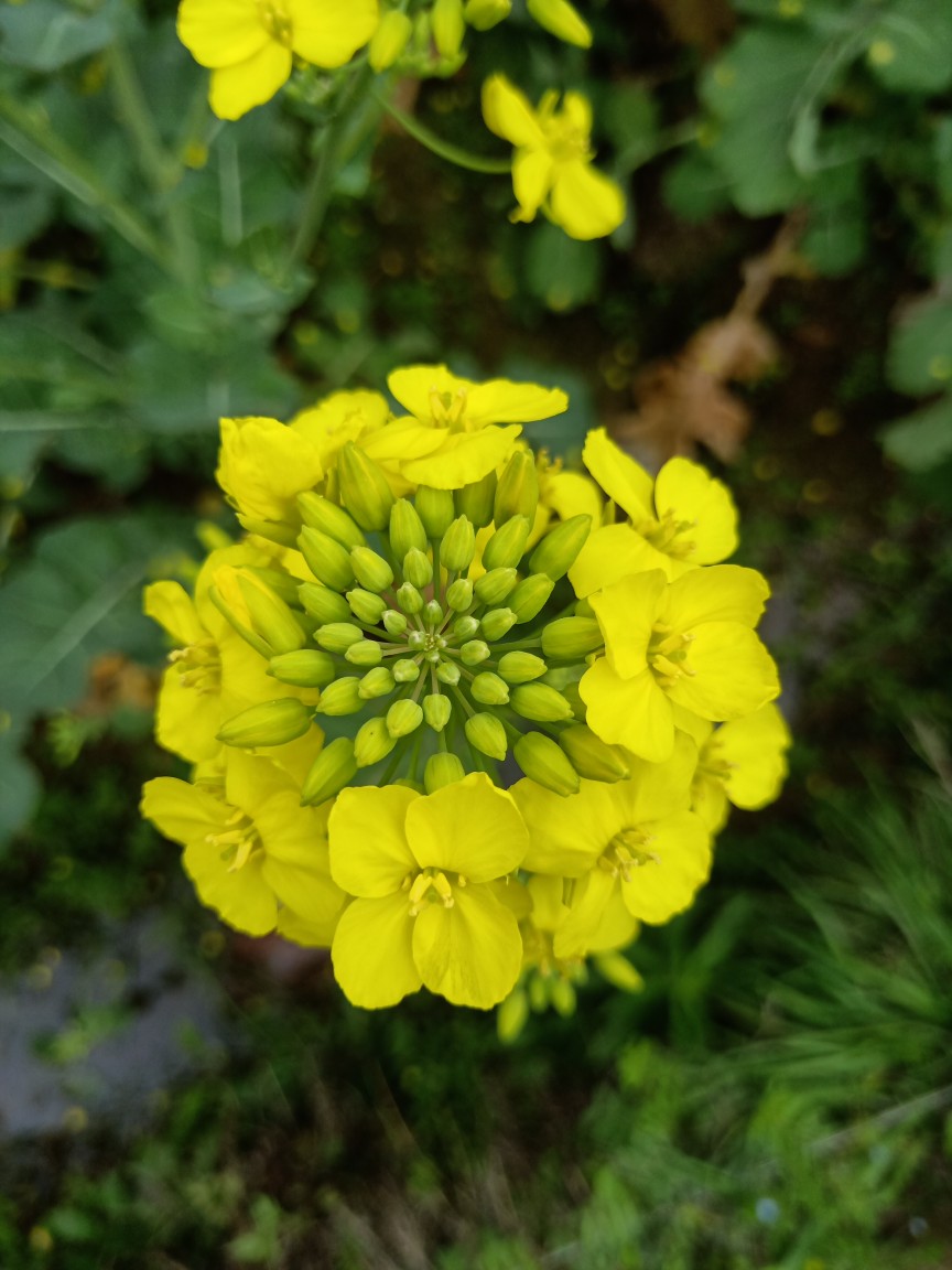 油菜花 - 堆糖,美图壁纸兴趣社区