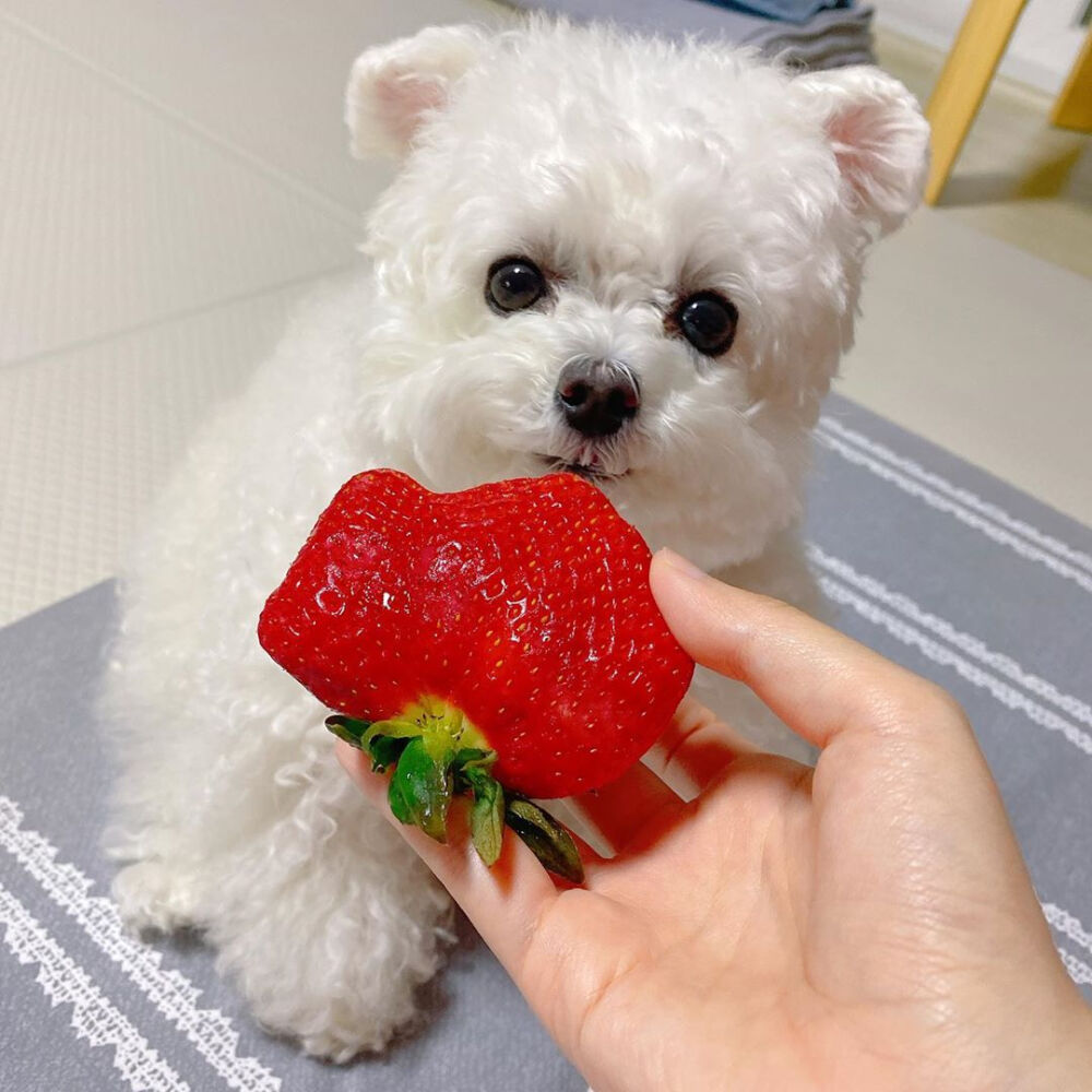 小可爱