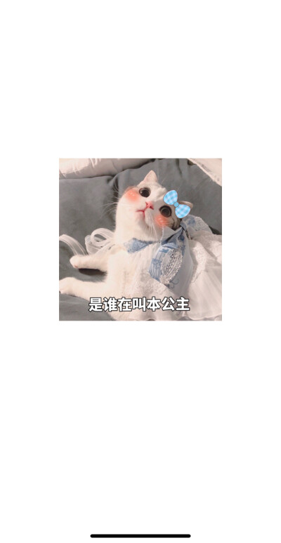 可爱搞笑聊天背景壁纸
