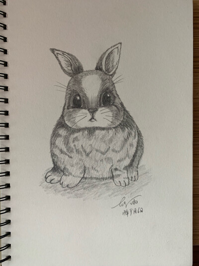 铅笔画动物小兔子(非原创作品)