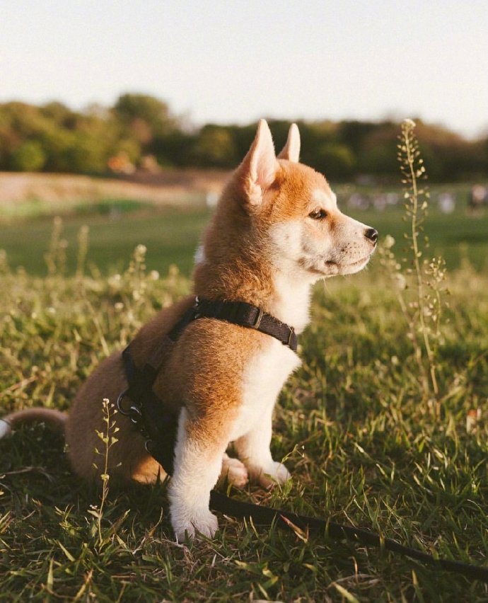 优雅小柴犬