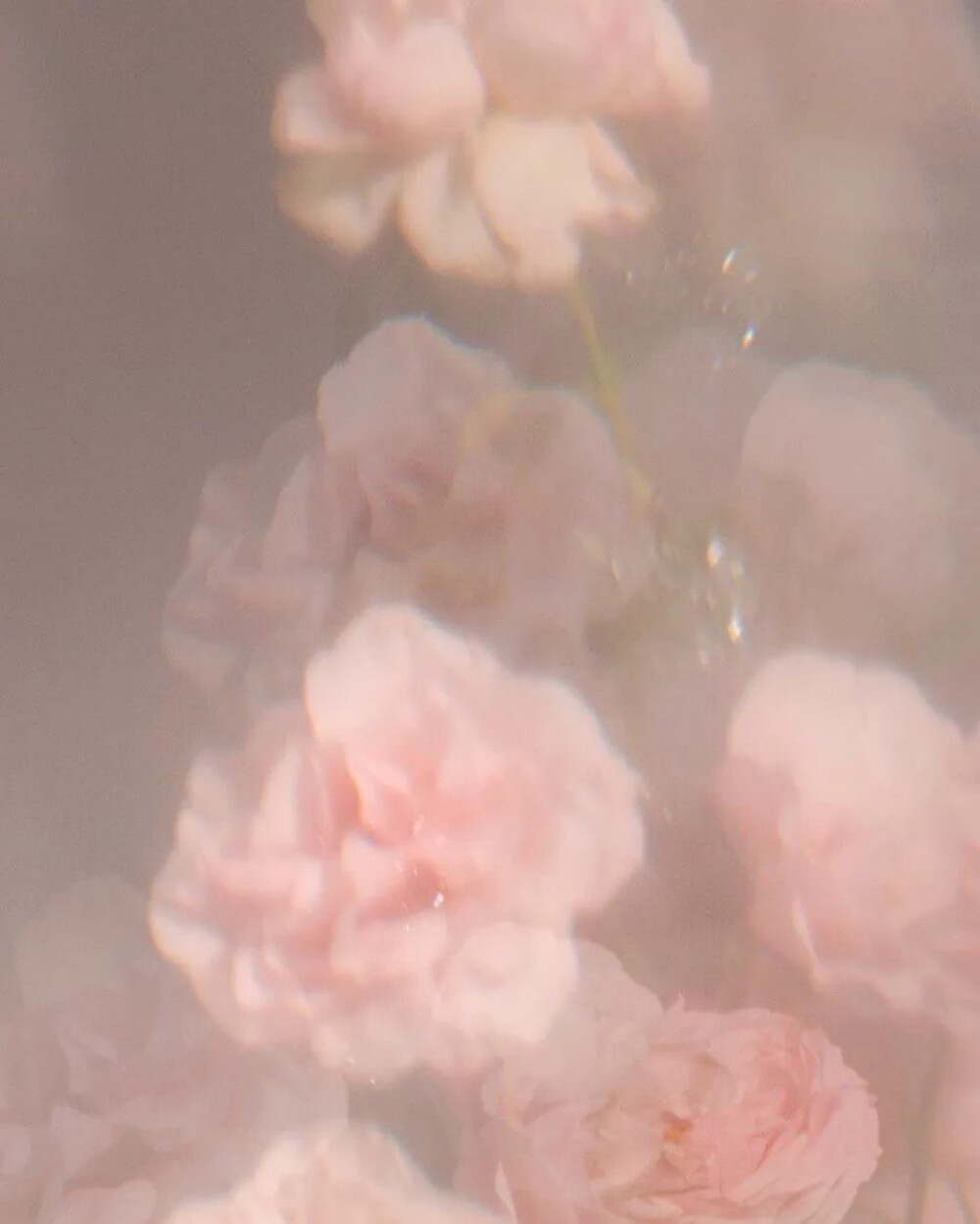 各种复古风花花壁纸