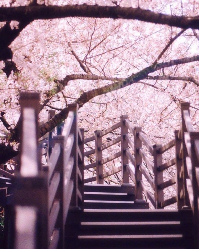 (壁纸 樱花 背景图 小清新 春天 高清 无印 手机 粉系)