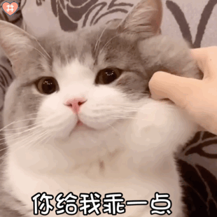 可爱猫咪表情包动图是可爱的小土豆