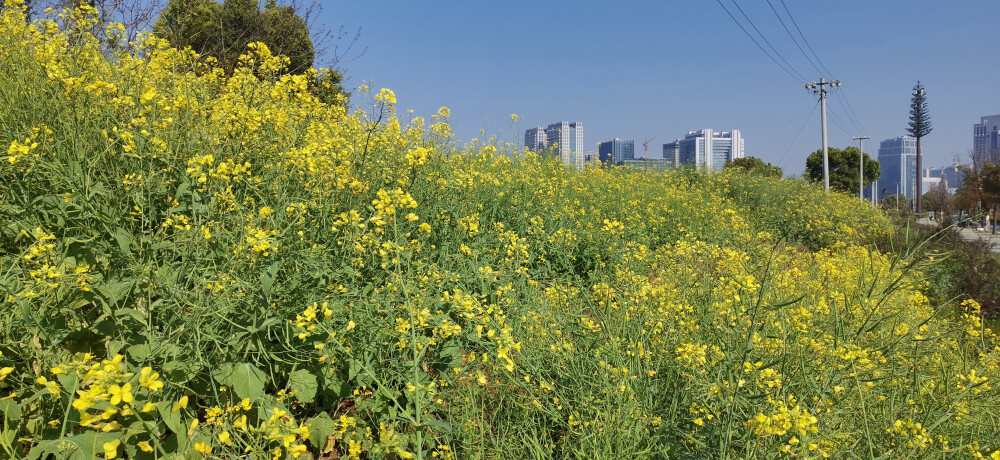 油菜花香引得蜜蜂纷纷飞来采蜜,也引得游人不断拍照留念.