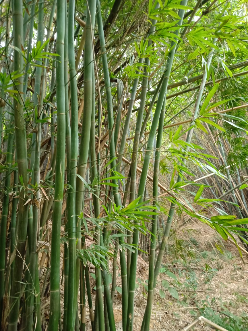 春竹- 堆糖,美图壁纸兴趣社区