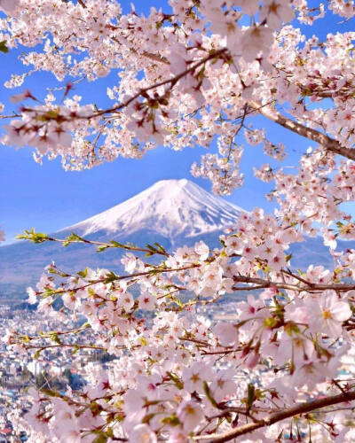富士山与印花.(小清新 壁纸 背景图 高清 无印 手机 樱花 粉色)