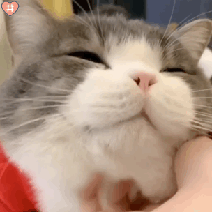 可爱猫咪表情包动图是会笑的小土豆鸭~太治愈了