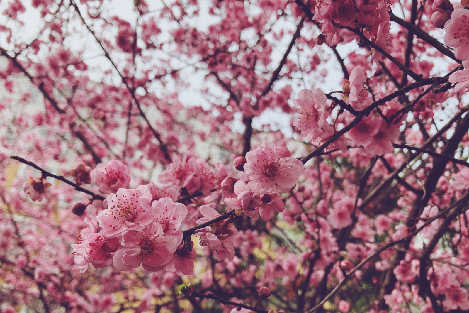 春天- 堆糖,美图壁纸兴趣社区