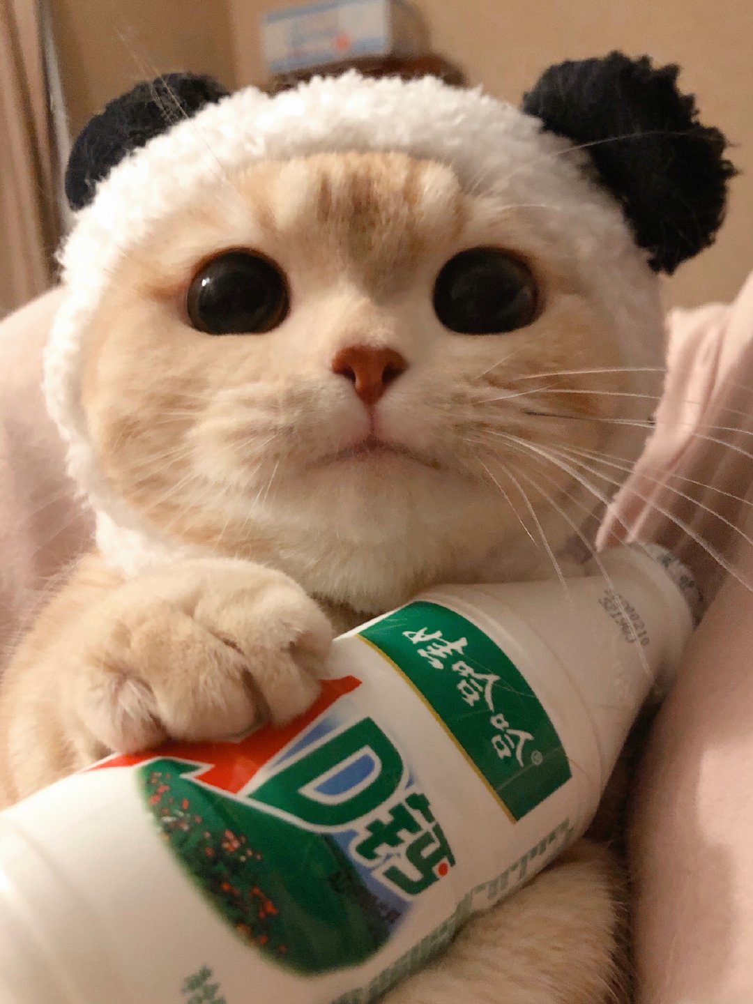 微博的猫猫,拿来存图…无水印,微博名是橘子啥的,网红猫猫了