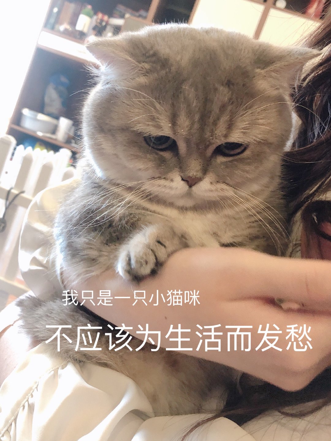 猫表情包 - 高清图片，堆糖，美图壁纸兴趣社区