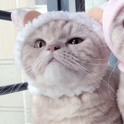 不晚安表情包