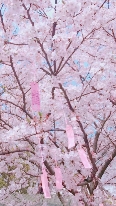 樱花长图