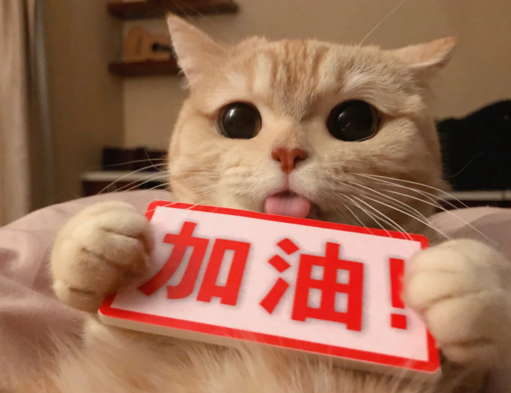可爱头像/动物头像橘猫沙莉sally 太可爱了吧!