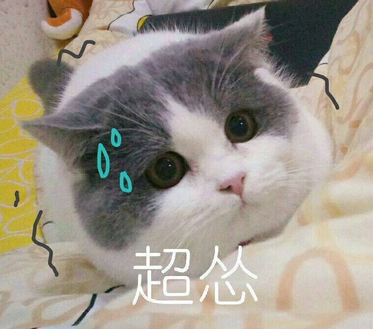 猫咪表情包