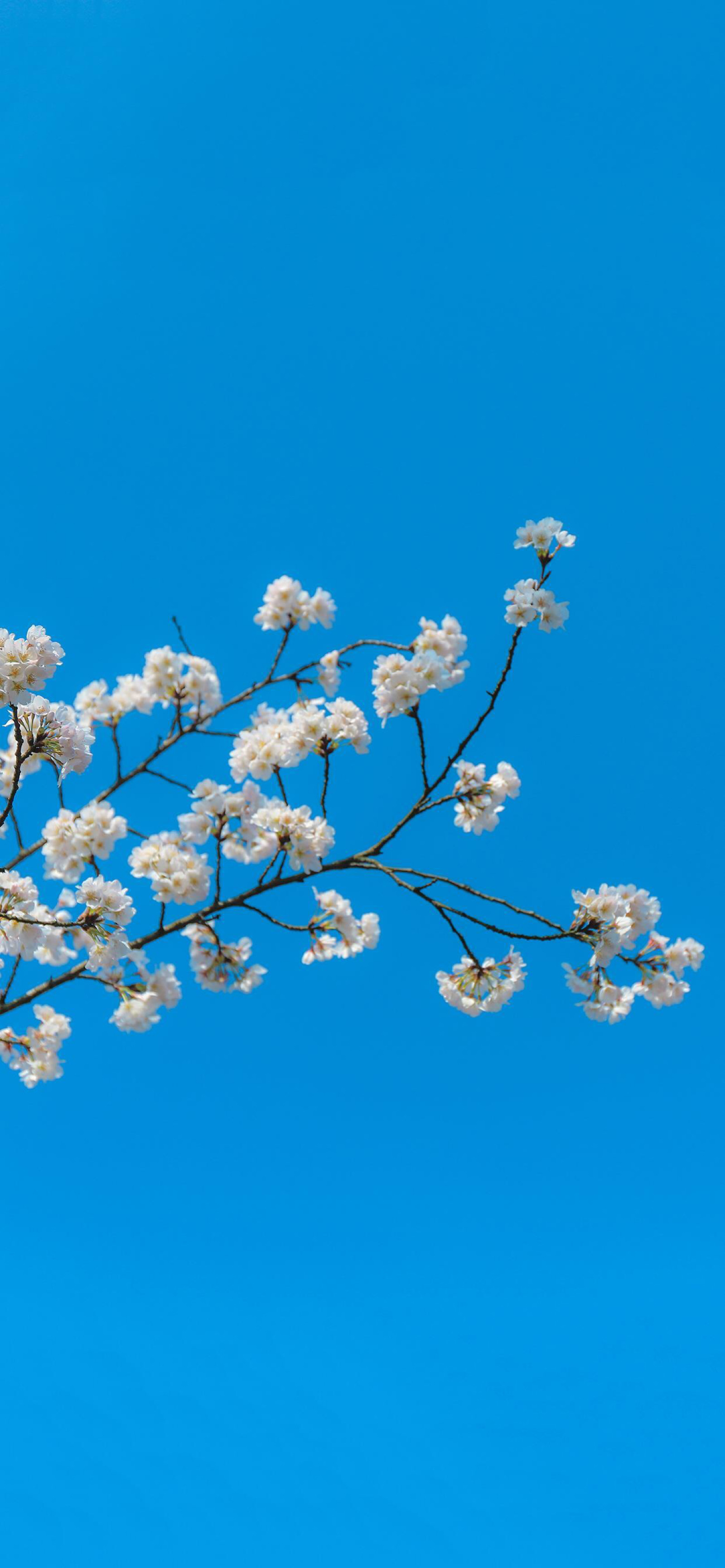 手机壁纸|蓝色系|梨花|唯美