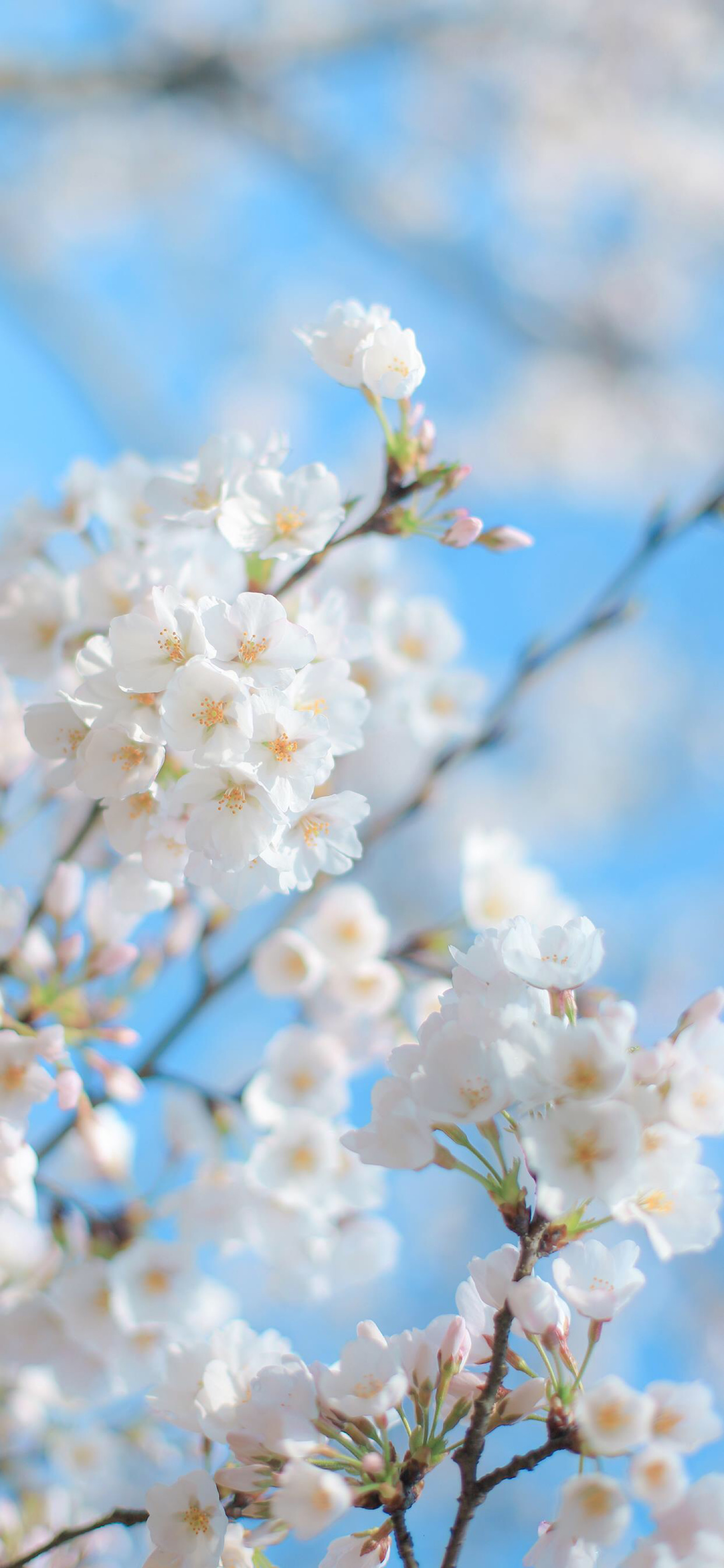 手机壁纸|蓝色系|梨花|唯美