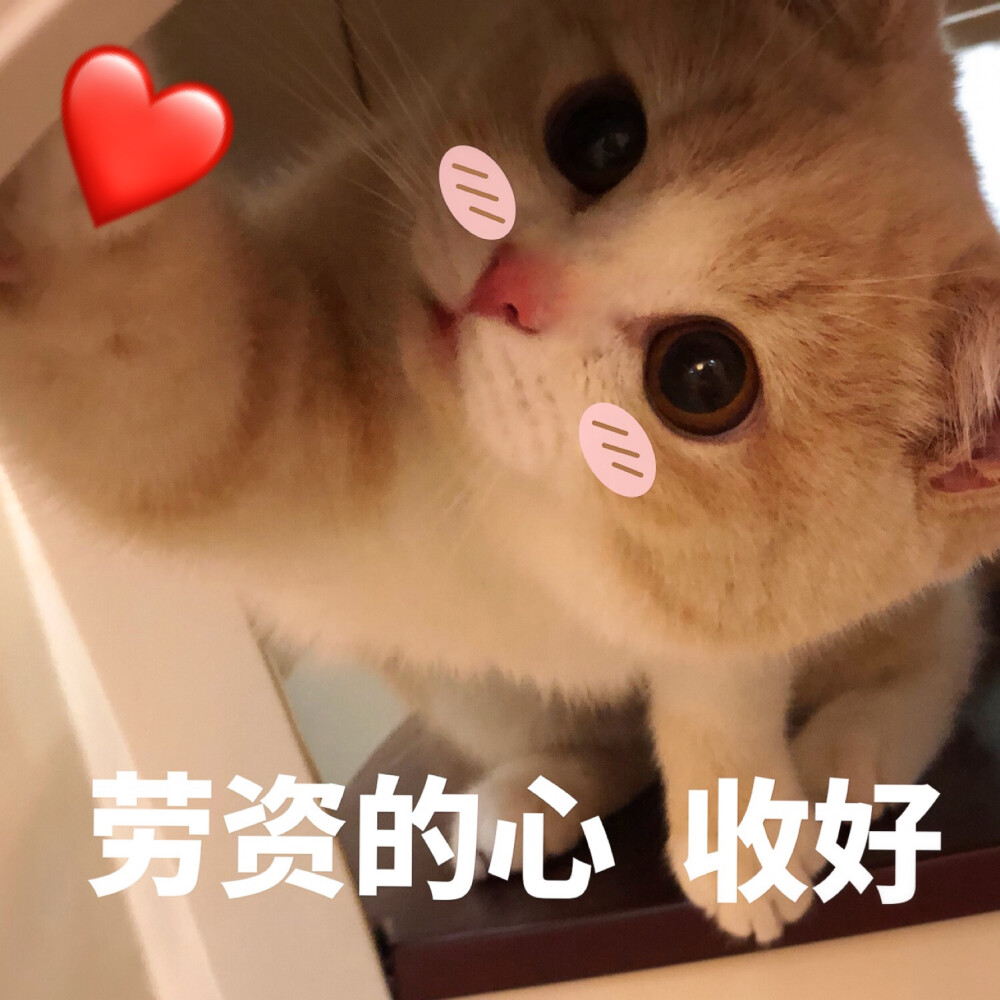 猫咪表情包可爱