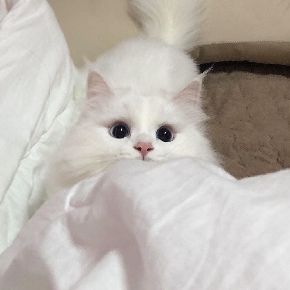 可爱头像·会有猫咪的