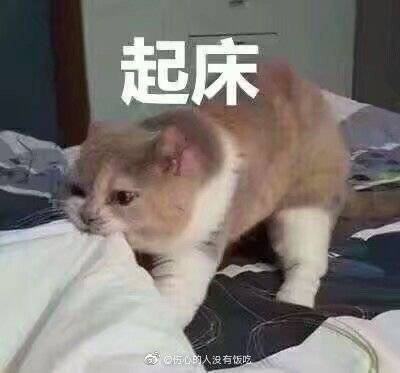 猫咪搞笑表情包