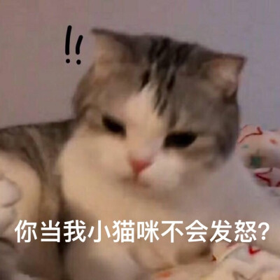 可怜猫咪表情包