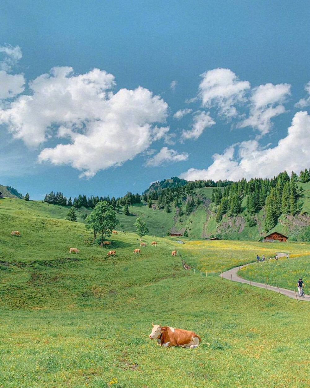 风景壁纸|瑞士|草原