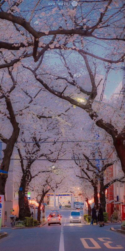 一组超可爱的樱花背景混入了可可爱爱的博君一肖手机壁纸