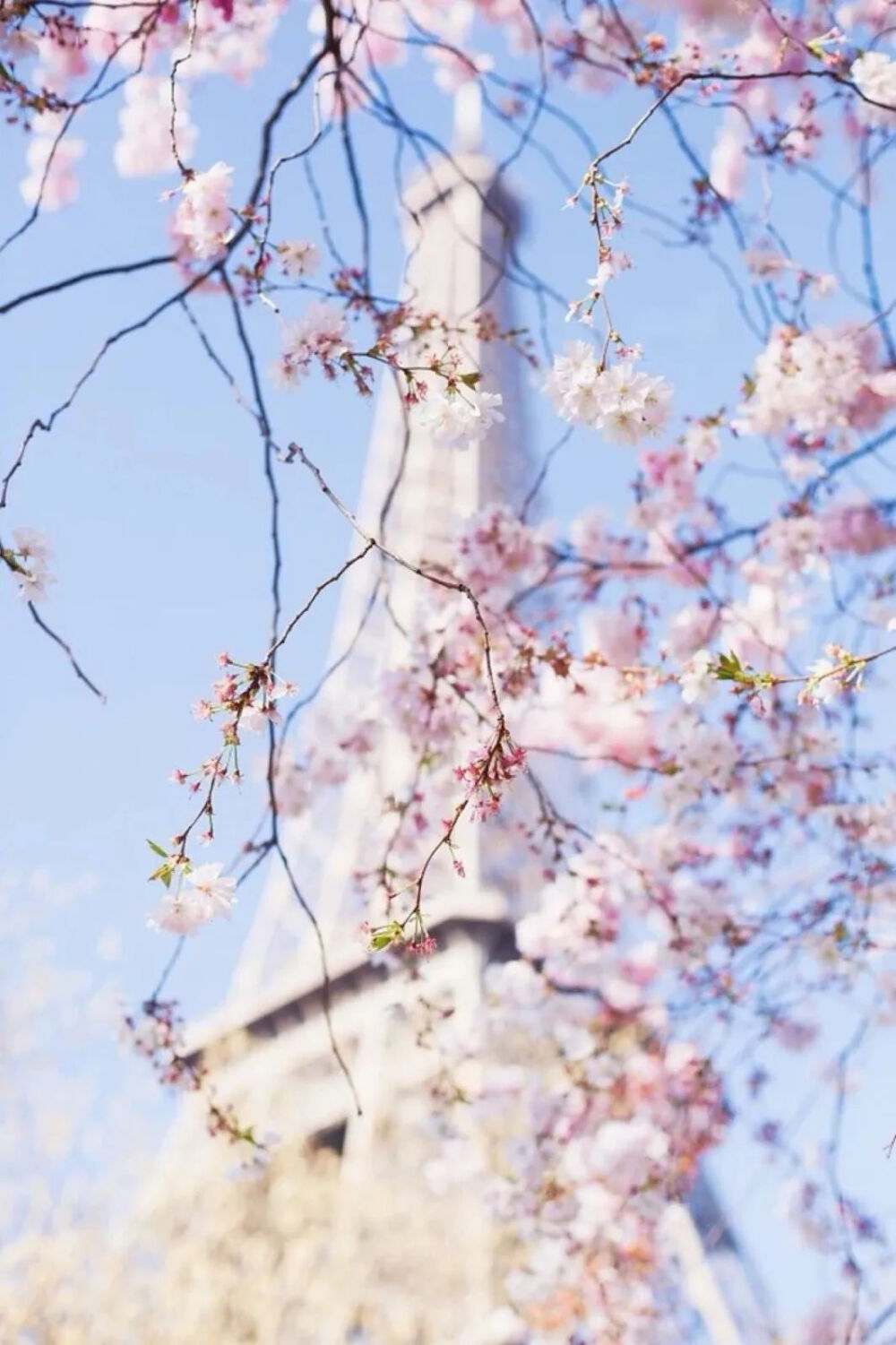 樱花壁纸