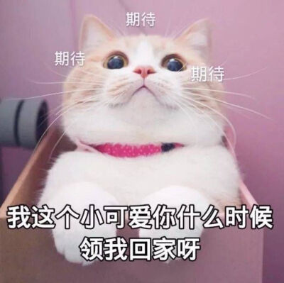 猫猫窒息表情包