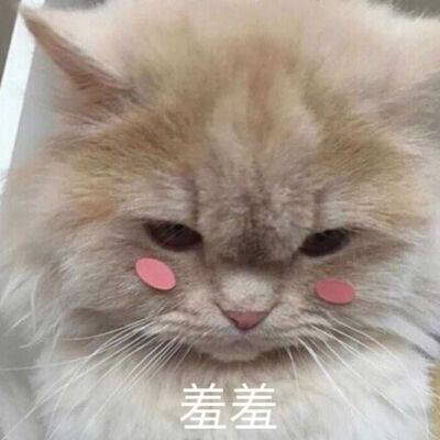 可爱猫猫撒娇表情包