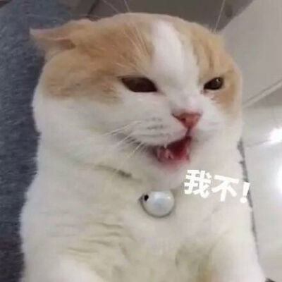 可爱沙雕猫猫表情包