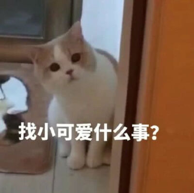 可爱沙雕猫猫表情包