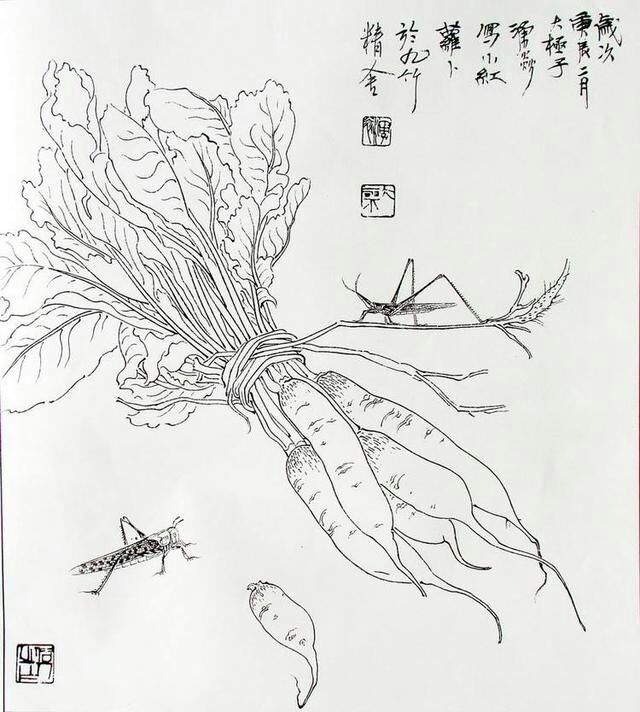 植物白描