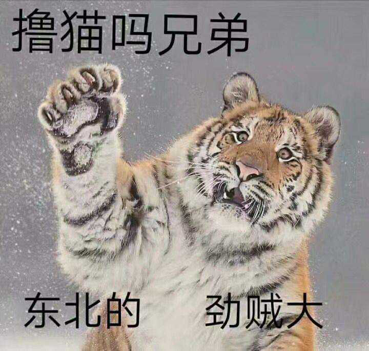 撸猫吗兄弟,东北的,劲贼大