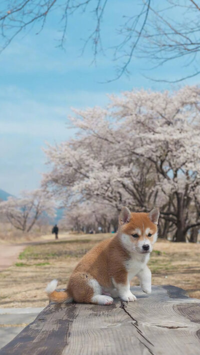 狗狗锁屏壁纸