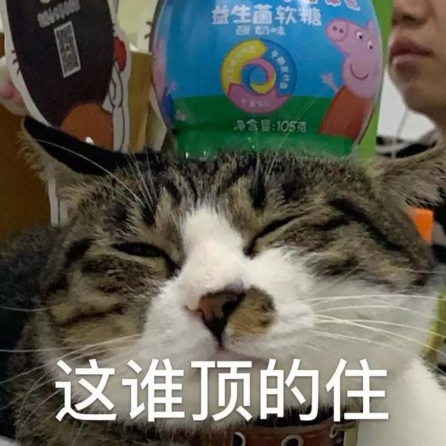 收藏一波猫猫表情包