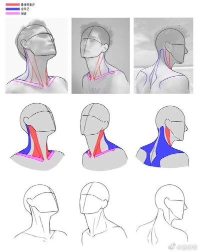 男性脖子/颈部结构关系 男生发型素材