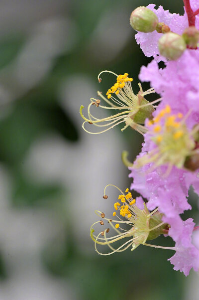 紫薇花写意