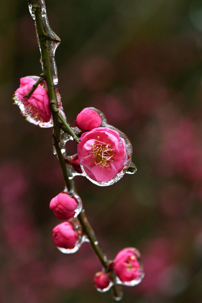 梅花香自苦寒来