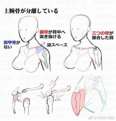 肩膀,人体(来源qq空间)