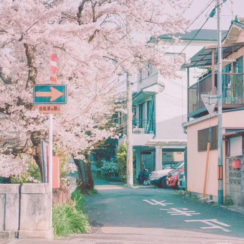 樱花樱花想见你