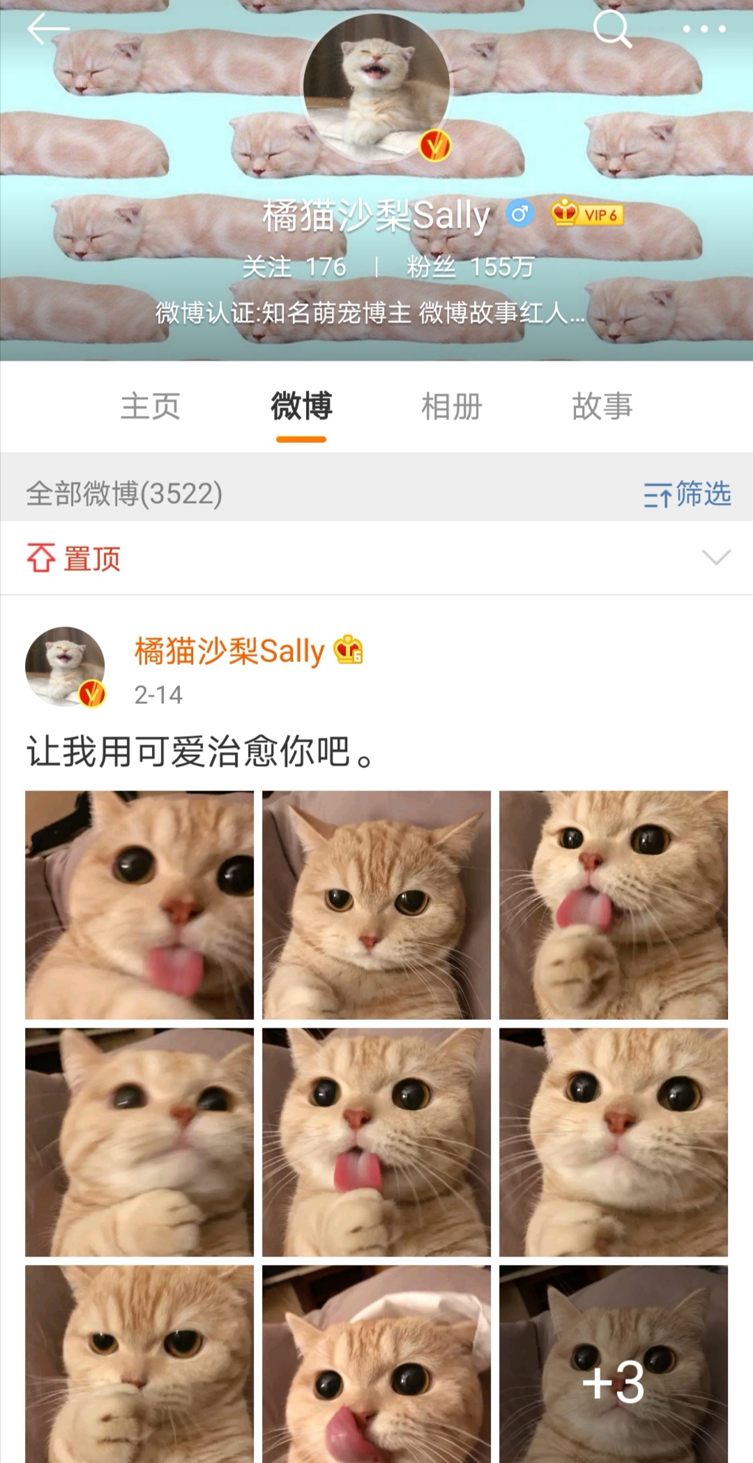 橘猫沙梨sally